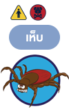 เห็บ (Ticks)