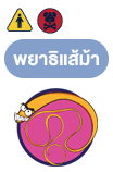 พยาธิแส้ม้า (Whipworm)