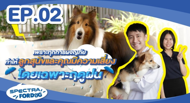 เพราะทุกการผจญภัยทำให้ลูกสุนัขและคุณมีความเสี่ยง โดยเฉพาะฤดูฝน