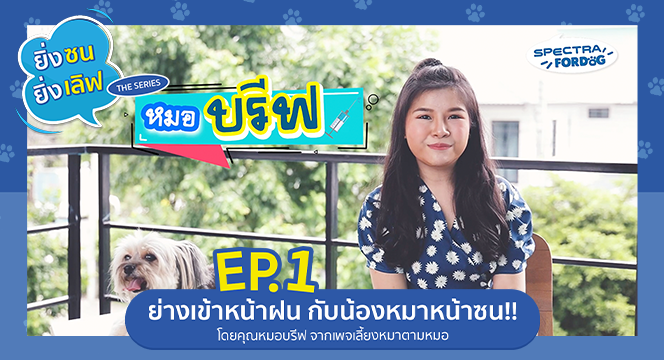 ยิ่งซนยิ่งเลิฟ EP.1 ย่างเข้าหน้าฝน กับน้องหมาหน้าซน โดยคุณหมอบรีฟ จากเพจเลี้ยงหมาตามหมอ
