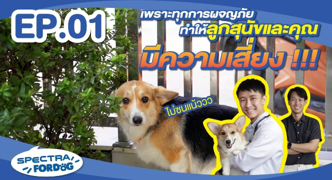 Spectra For Dog เพราะทุกการผจญภัยทำให้ลูกสุนัขและคุณมีความเสี่ยง