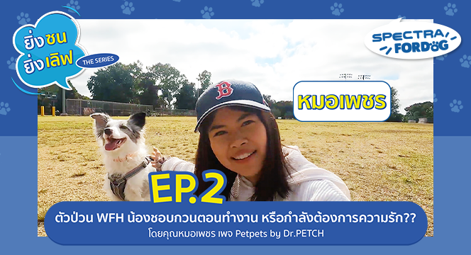ตัวป่วน WFH น้องชอบกวนตอนทำงาน หรือกำลังต้องการความรัก? โดยคุณหมอเพชร จากเพจ Petpets by Dr.PETCH