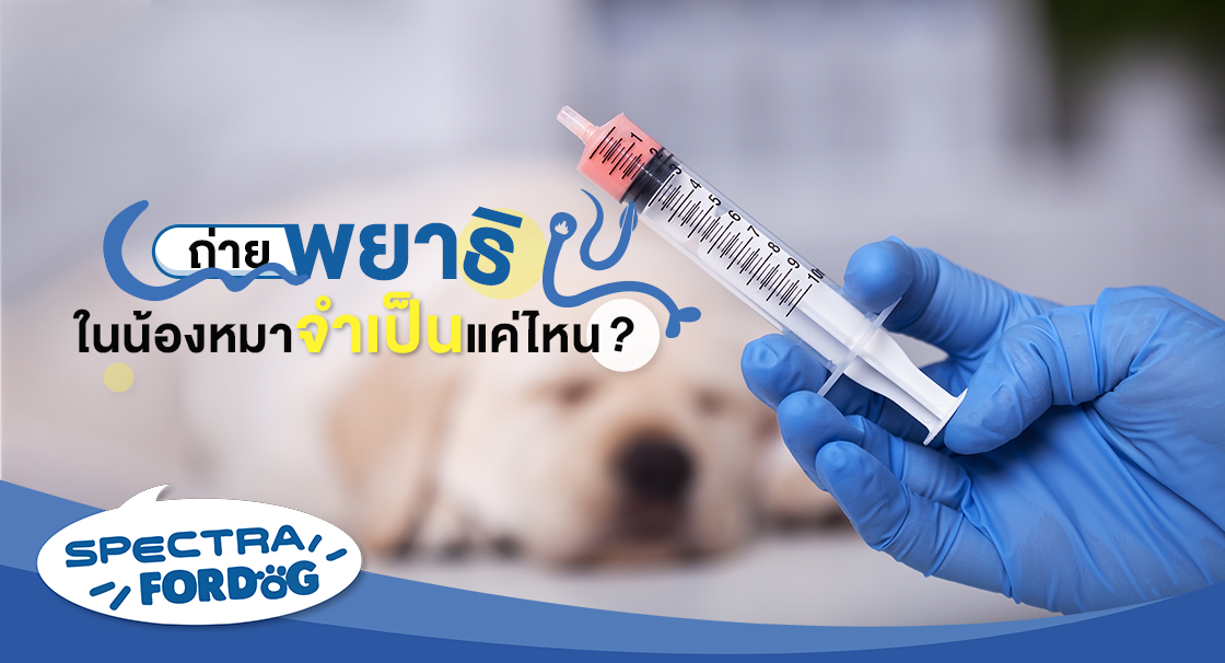 ลูกสุนัขท้องเสีย ทำอย่างไรดี?