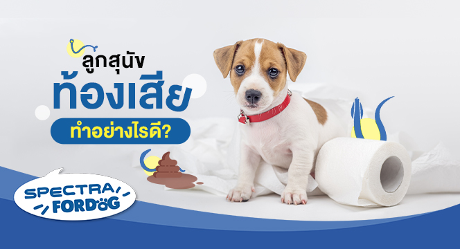 ลูกสุนัขท้องเสีย ทำอย่างไรดี?