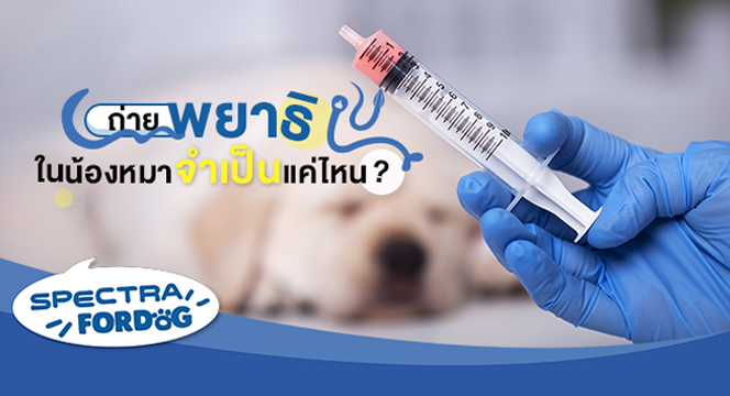 ถ่ายพยาธิในน้องหมา จำเป็นแค่ไหน?
