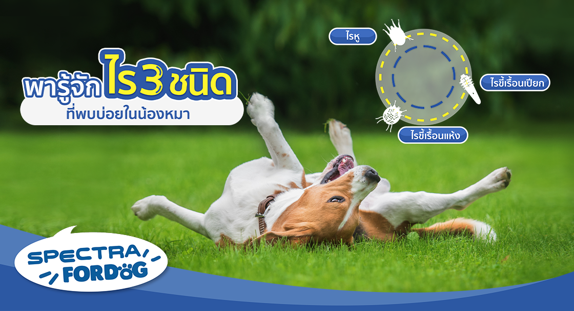 พารู้จักไร 3 ชนิดที่พบบ่อยในน้องหมา