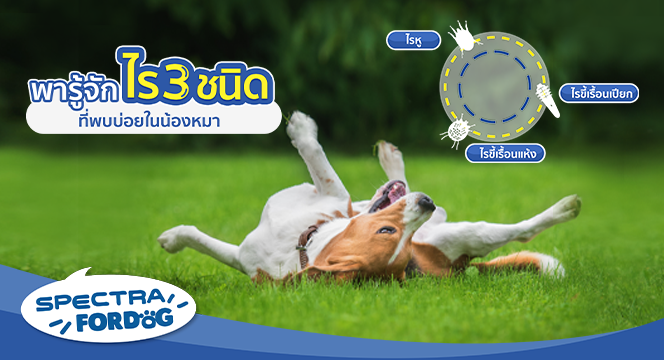 พารู้จักไร 3 ชนิดที่พบบ่อยในน้องหมา