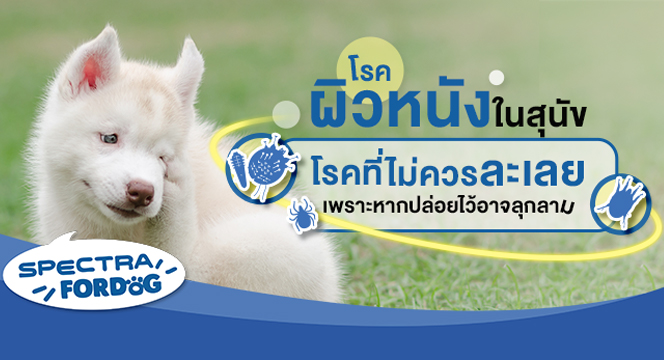โรคผิวหนังในสุนัข โรคที่ไม่ควรละเลย เพราะหากปล่อยไว้อาจลุกลาม