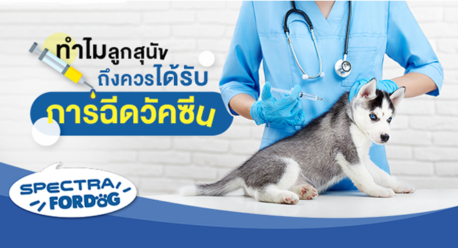 ทำไมลูกสุนัขถึงควรได้รับการฉีดวัคซีน
