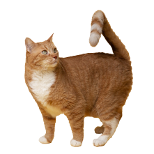 img-cat-som
