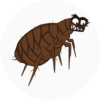 parasite-1